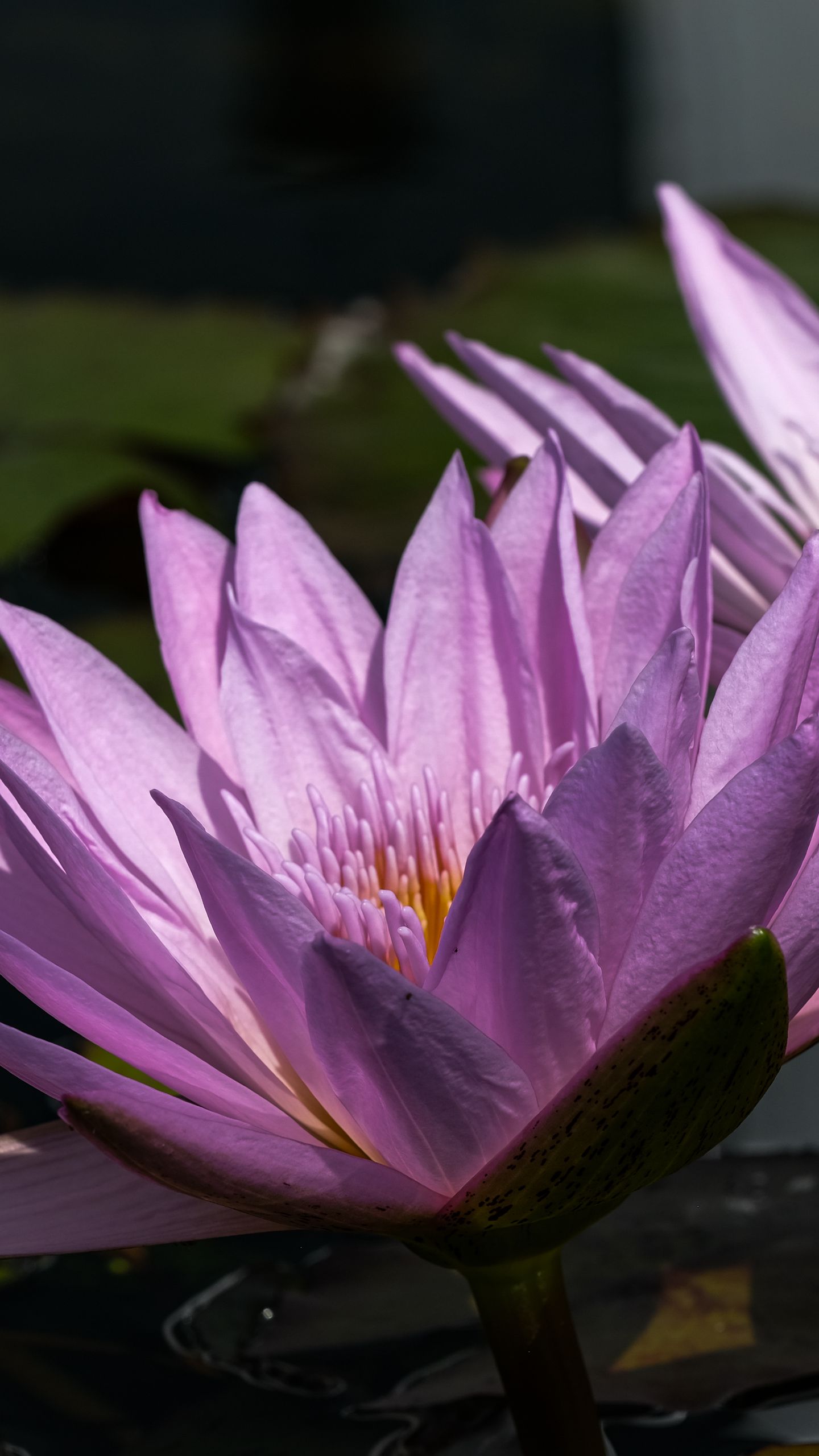 water_lily_petals_purple_5843527